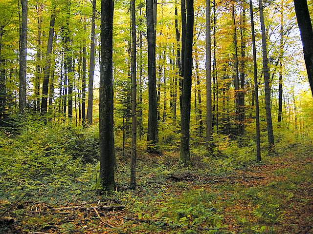 La grande siccita''....ma qui i funghi spuntano lo stesso !